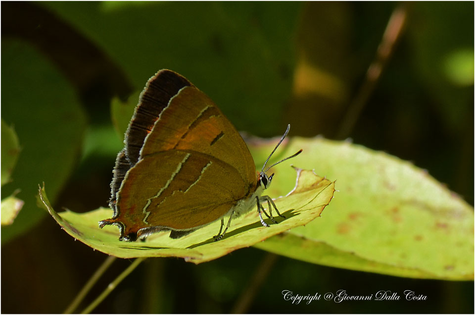 La splendida Thecla betulae